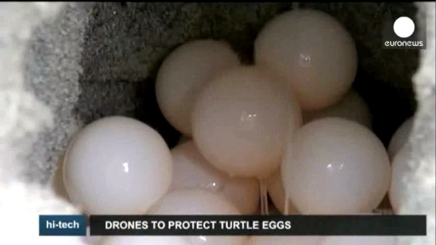 Schildkröteneier: Schutz aus der Luft (allemand-français) Oeufs de tortues: Protection depuis les airs